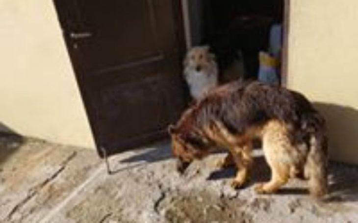 Zbiórka Na pomoc zwierzętom - zdjęcie główne