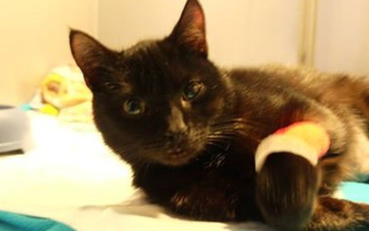 Zbiórka Pomóż złamanej kociej łapce - zdjęcie główne