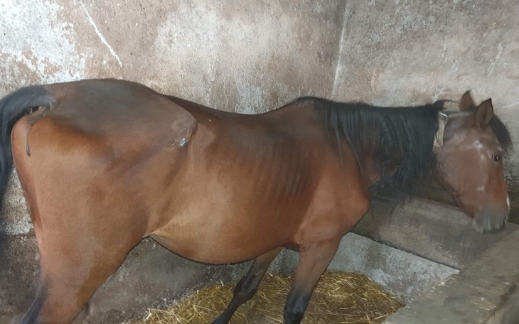 Zbiórka Ratunek dla klaczy - zdjęcie główne