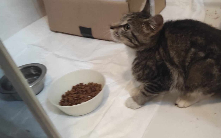 Zbiórka Izolatorium- Azyl u Hani - zdjęcie główne