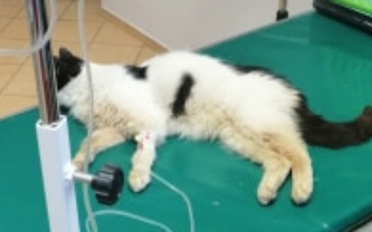 Zbiórka Pomoc dla kotka Moruska - zdjęcie główne