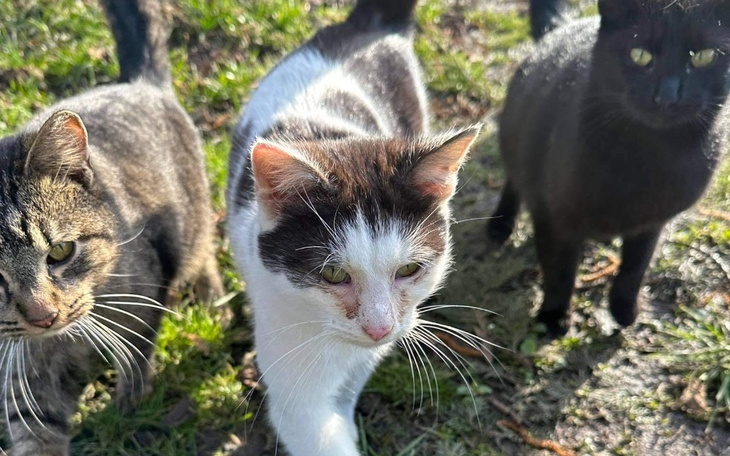 Zbiórka Usługi weterynaryjne - zdjęcie główne