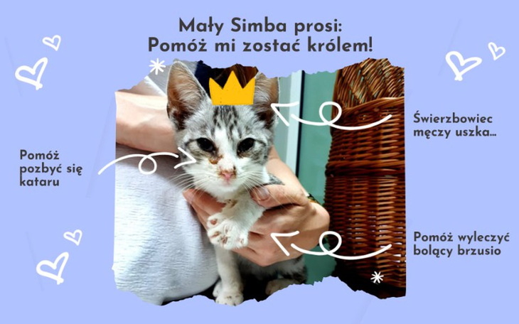 Zbiórka Simba: pomożesz to będzie królem - zdjęcie główne