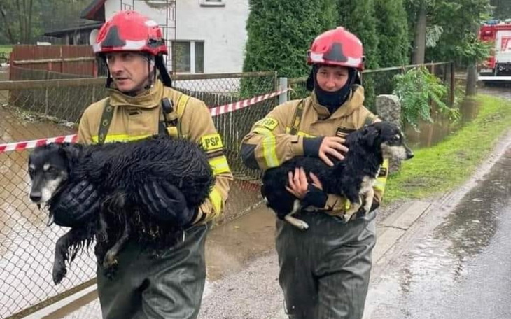 Zbiórka Na karmę dla zwierząt z powodzi. - zdjęcie główne