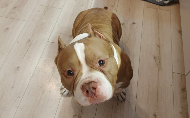 Pies rasy American Pit Bull Terrier, patrzący w obiektyw.