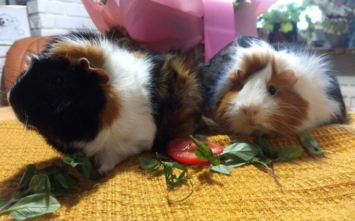 Zbiórka Elvis, Majkel i Niunia - zdjęcie główne