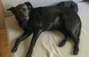Zbiórka Operacja psa po wypadku - miniaturka zdjęcia