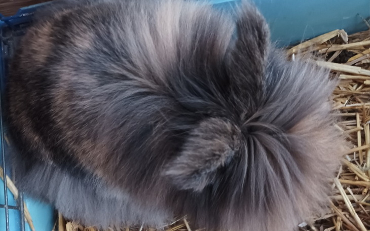 Zbiórka Na leki dla mojego królika - zdjęcie główne