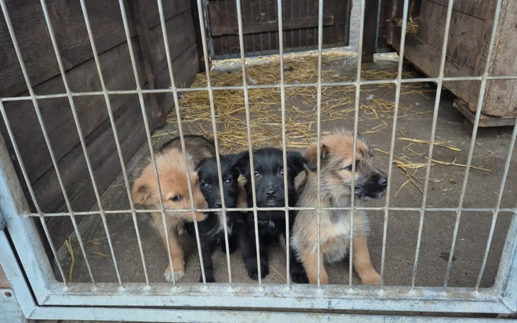 Cztery szczeniaki patrzące przez kraty, czekające na nowy dom.