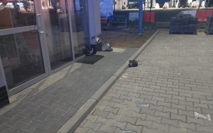 Zbiórka Sterylka kotw - zdjęcie główne