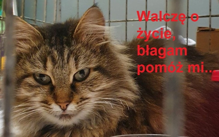 Kot w klatce z napisem: 'Walczę o życie, błagam pomóż mi...'