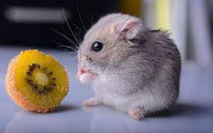 Zbiórka chomik - zdjęcie główne