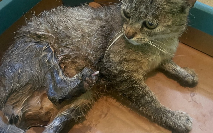 Psy leżące na łóżku w przytulnym wnętrzu.