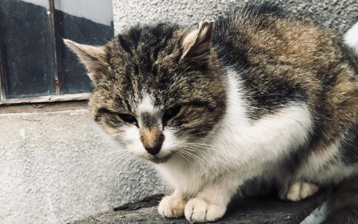 Kot siedzący na desce, wygląda na smutnego.