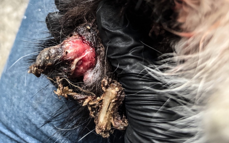 Zraniona łapa psa, widoczna rana i opatrunek.