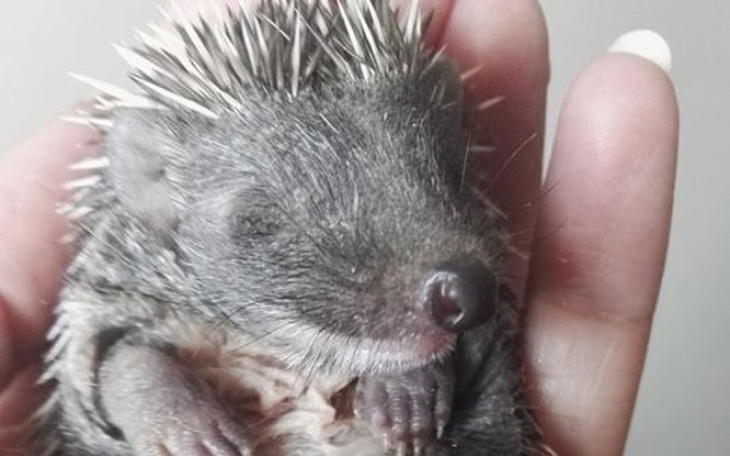 Zbiórka Na pomoc jeżom - zdjęcie główne