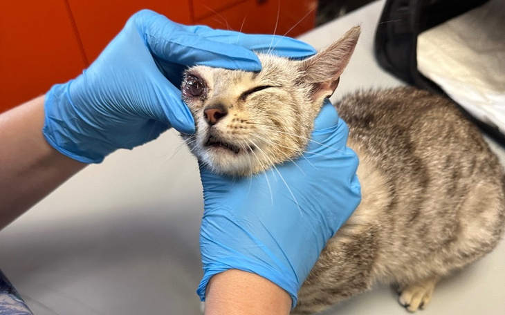 Zbiórka Ratujemy oko KOTKI GWIAZDECZKI - zdjęcie główne