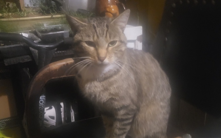 Zbiórka Sterylizacja zwierząt - zdjęcie główne