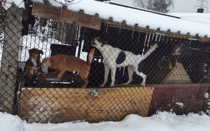 Zbiórka Dramat czterech suczek - zdjęcie główne