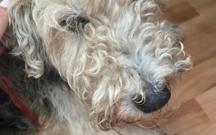 Zbiórka Na leczenie łapki Fantusi - zdjęcie główne