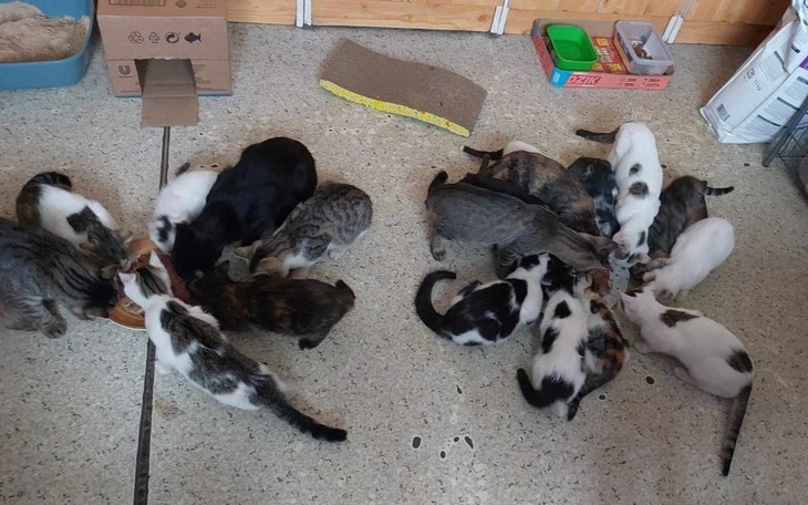 Zbiórka Karma dla uratowanych kociaków - zdjęcie główne