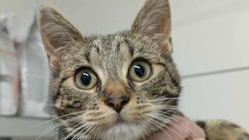 Zbiórka Operacja Gigil po wypadku - miniaturka zdjęcia