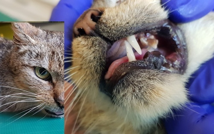 Zbiórka Wyniszczona kotka spod śmietnika - zdjęcie główne