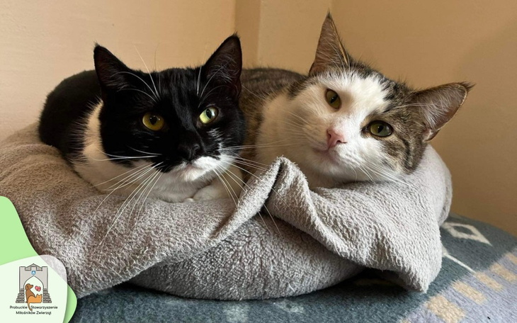 Zbiórka Pomóżcie spłacić dług za prąd - zdjęcie główne