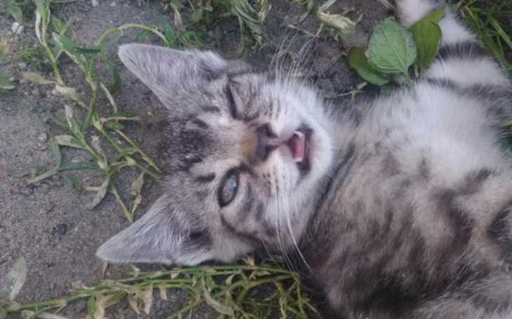 Zbiórka Dla chorego małego kotka! - zdjęcie główne