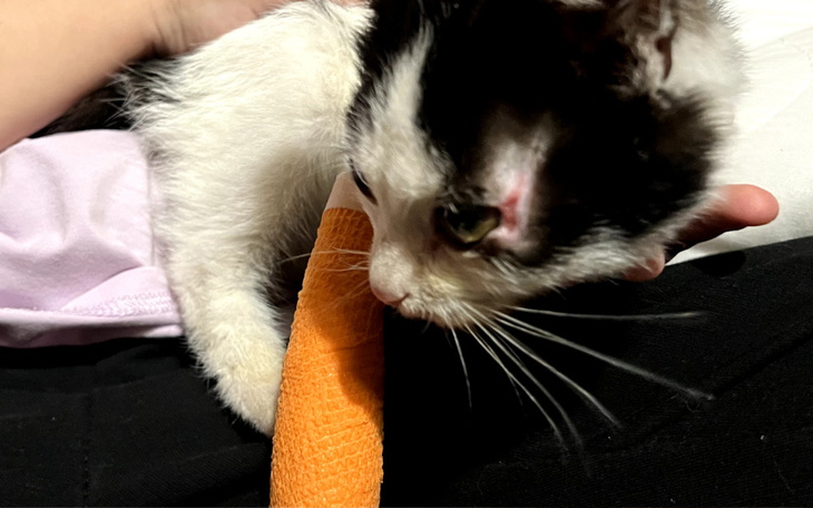 Zbiórka Walczymy o łapkę Cookiego - zdjęcie główne