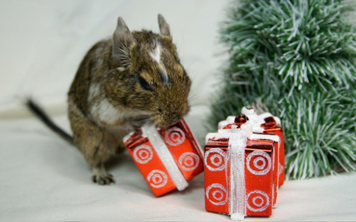 Zbiórka Zrób prezent dla DT u Aruru! - zdjęcie główne