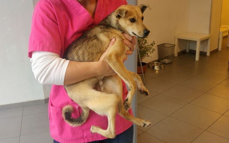 Zbiórka Operacja dla pieska potrąconego - zdjęcie główne