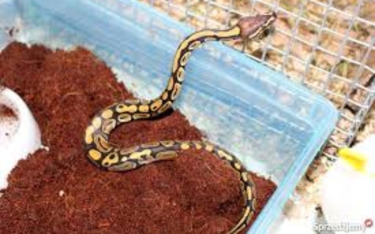 Zbiórka Na zwierzaczka - zdjęcie główne