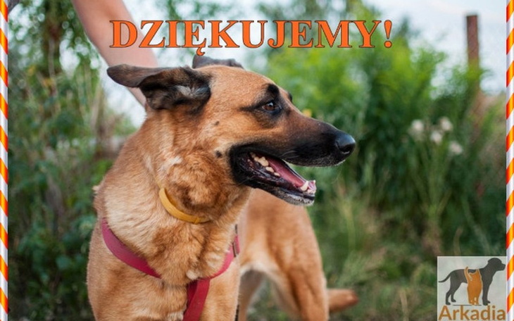 Zbiórka Wspomóż zwierzęta w Przytulisku - zdjęcie główne