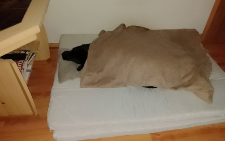 Zbiórka Anaplazmoza - zdjęcie główne