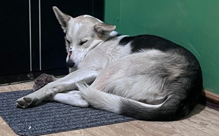 Zbiórka Szok Zabijają psy bezdomne - zdjęcie główne