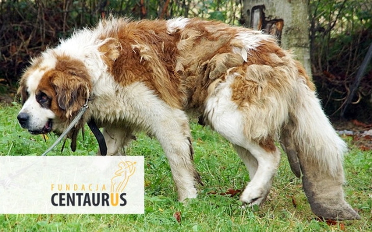 Zbiórka Borys potrzebuje leczenia. Pomóż - zdjęcie główne