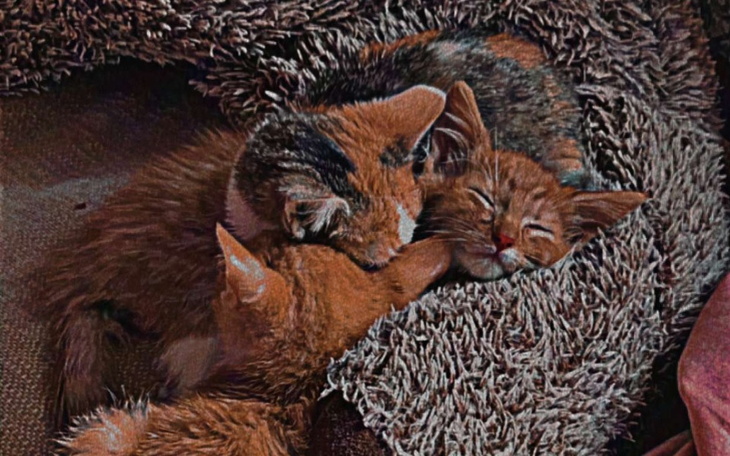 Zbiórka Na leczenie kotków, pomóż - zdjęcie główne