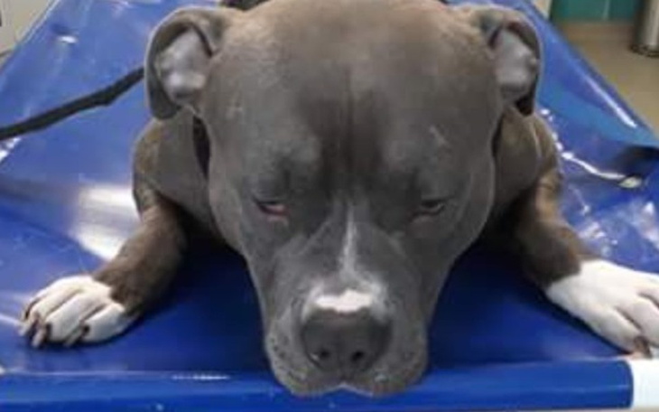 Zbiórka Ostatnia szansa Buli - zdjęcie główne