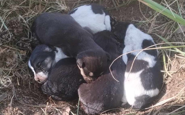 Zbiórka Szczeniaczki porzucone w lesie - zdjęcie główne