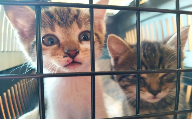 Zbiórka Wyrzutki na dach nad głową. - zdjęcie główne