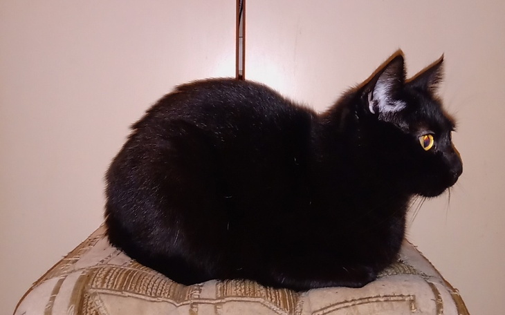 Zbiórka Dla Timona kot a Pani walczy - zdjęcie główne