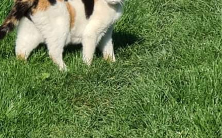 Zbiórka Pomoc dla zwierząt... - zdjęcie główne