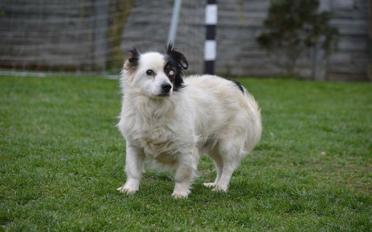 Zbiórka Operacja oka pilnie potrzebna. - zdjęcie główne