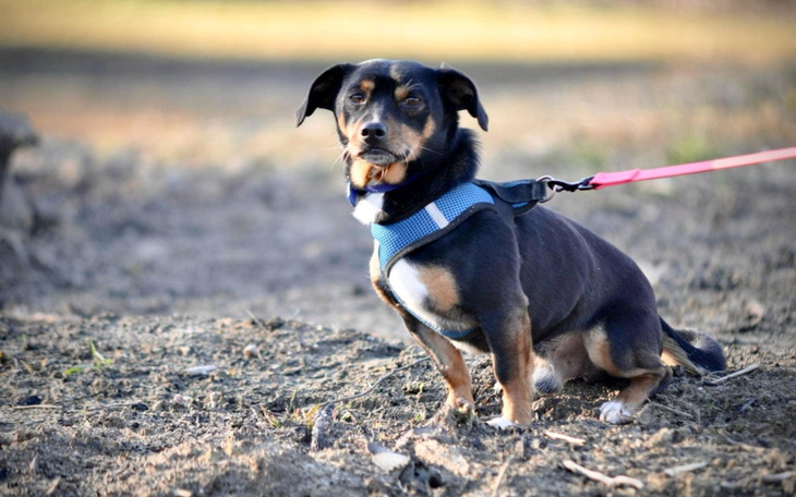 Pies na smyczy, siedzący na ziemi w parku.
