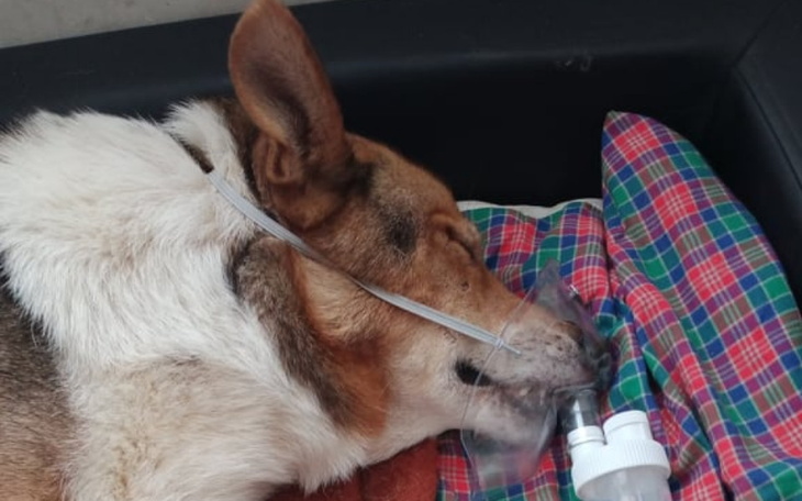 Zbiórka Łazarz ma podejrzenie nowotworu - zdjęcie główne