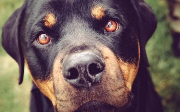 Zbiórka Przytul Wszystkie Agresywniaki - zdjęcie główne