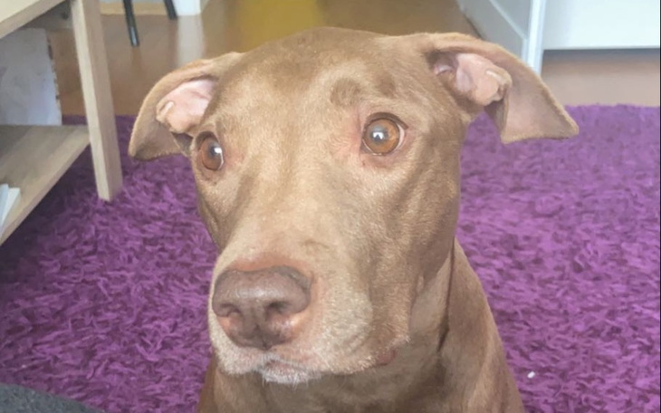 Zbiórka Pomóż przeżyć Lawie - zdjęcie główne