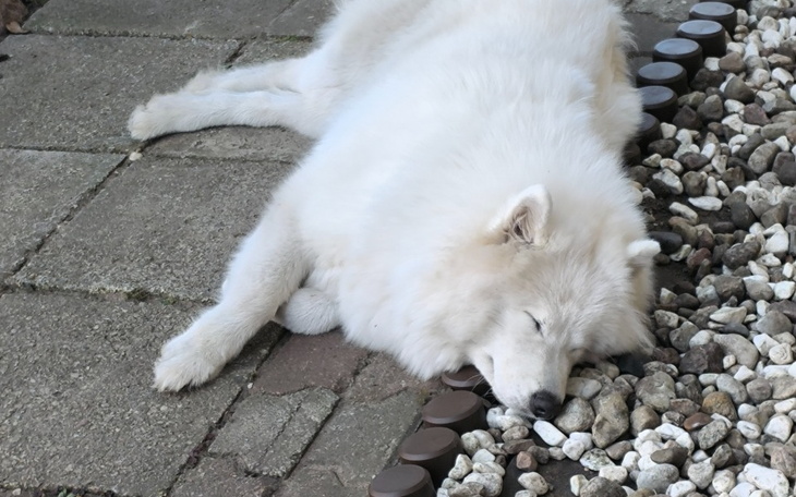 Zbiórka Zbieram na koparko-ładowarkę - zdjęcie główne