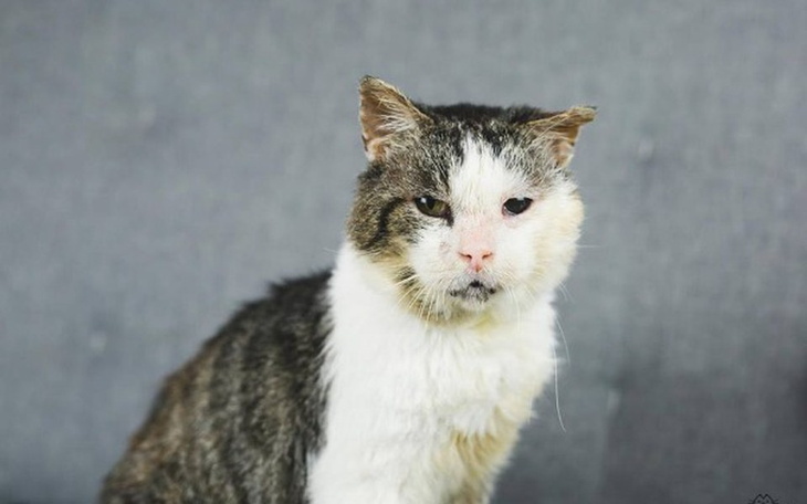 Zbiórka Na operację oczka Poldka - zdjęcie główne